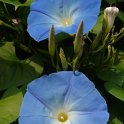 Ipomoea purpurea 'Rubro-caerulea'